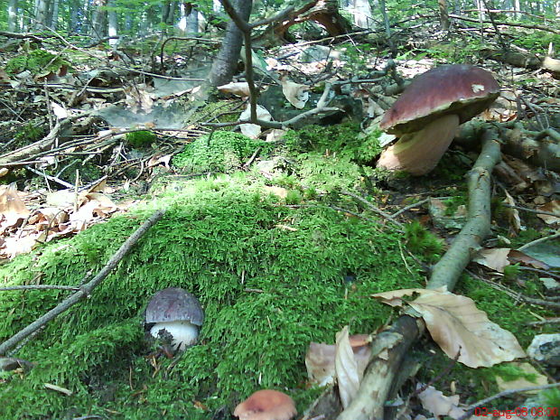 hríb sosnový Boletus pinophilus Pil. et Dermek in Pil.