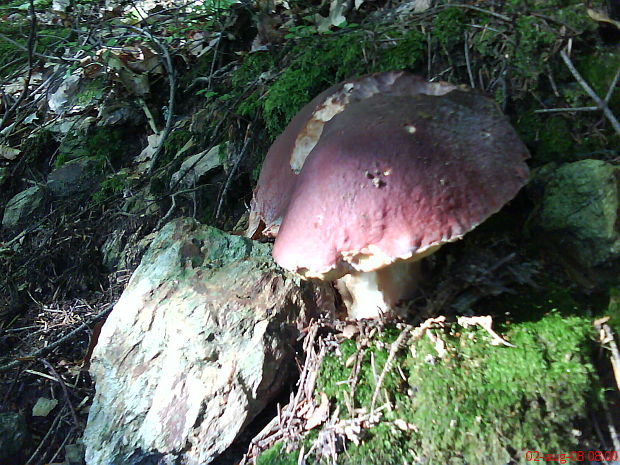 hríb sosnový Boletus pinophilus Pil. et Dermek in Pil.