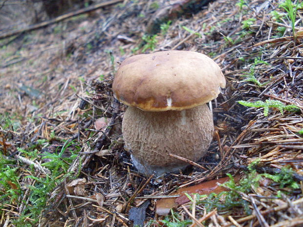 hríb dubový Boletus reticulatus Schaeff.