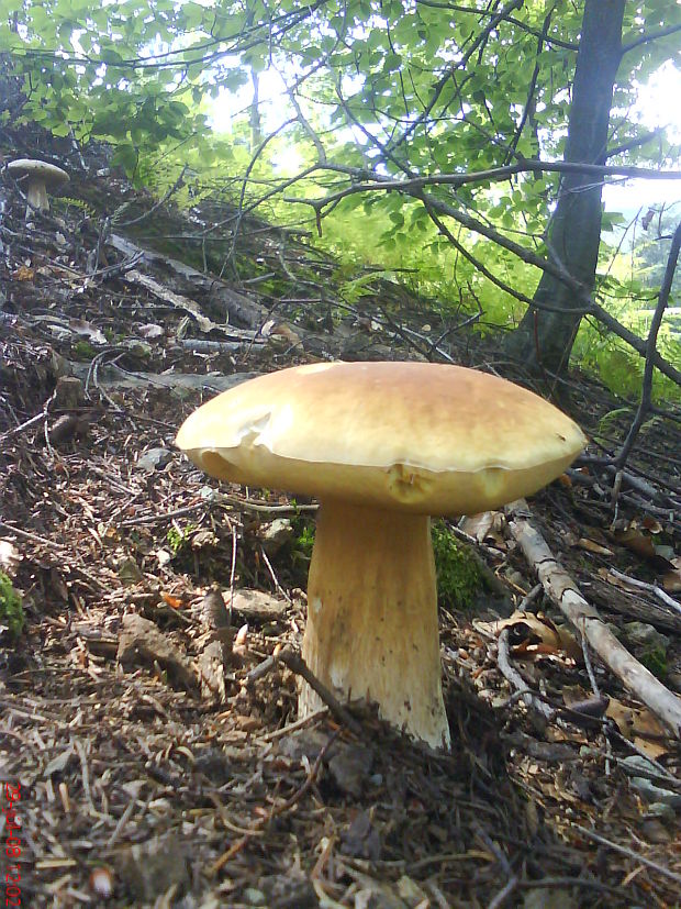 hríb dubový Boletus reticulatus Schaeff.