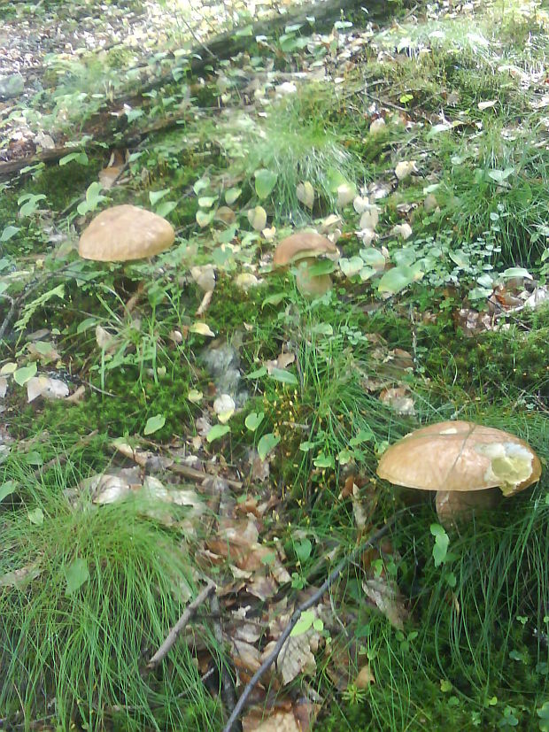 hríb dubový Boletus reticulatus Schaeff.