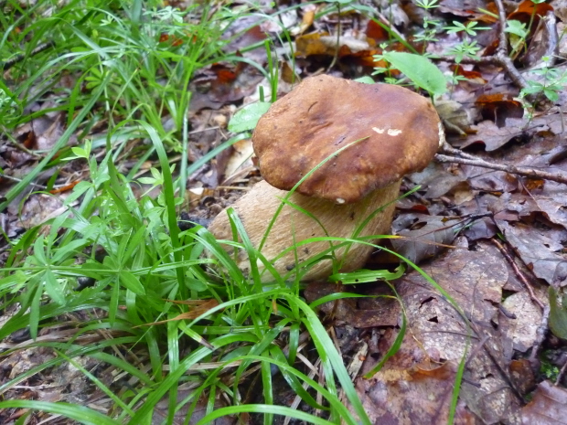 hríb dubový Boletus reticulatus Schaeff.