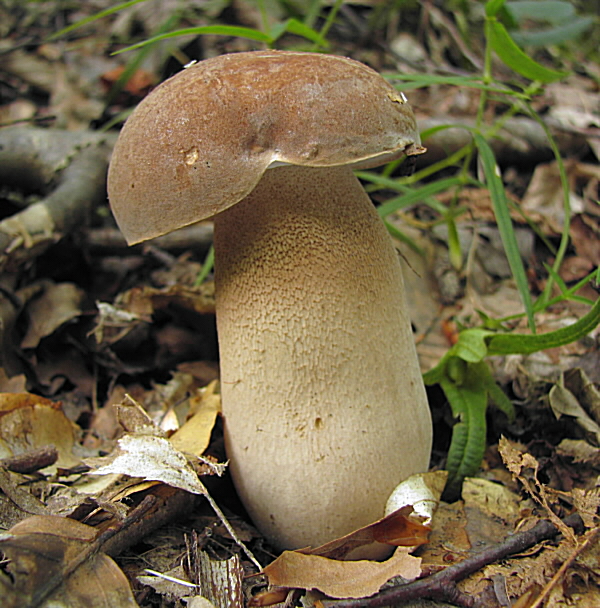 hríb dubový Boletus reticulatus Schaeff.