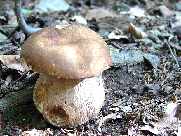 hríb dubový Boletus reticulatus Schaeff.