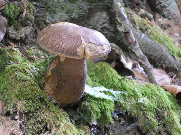 hríb dubový Boletus reticulatus Schaeff.