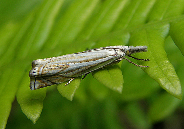 trávovec lúčny / travařík obecný Crambus lathoniellus Zincken, 1817