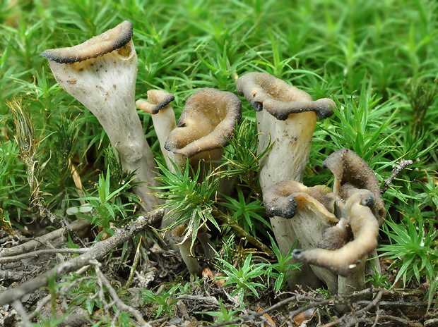 lievik trúbkovitý Craterellus cornucopioides (L.) Pers.