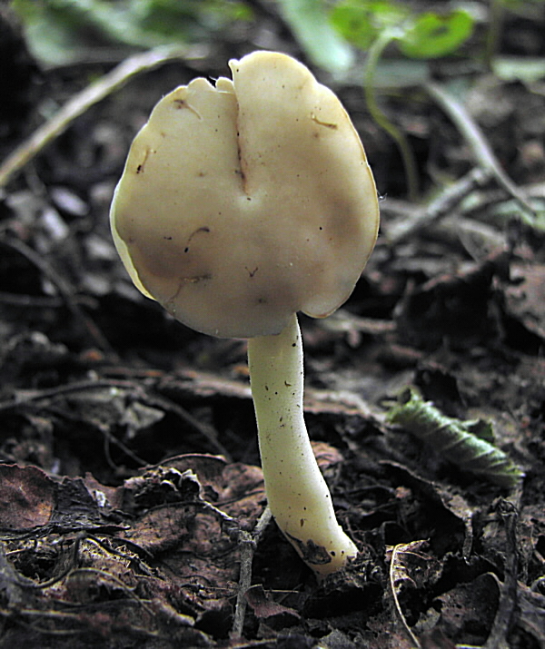 chriapač Helvella sp.