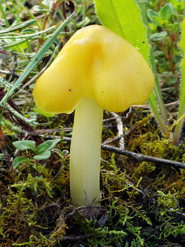 lúčnica hrotitá Hygrocybe acutoconica (Clem.) Singer