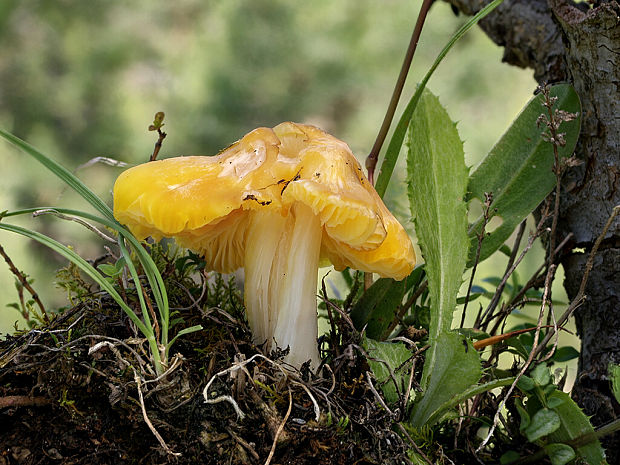 lúčnica hrotitá Hygrocybe acutoconica (Clem.) Singer