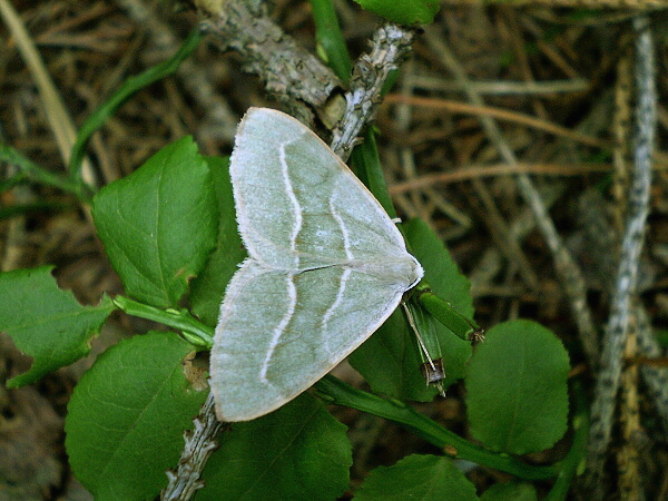 listnatka smreková Hylaea fasciaria