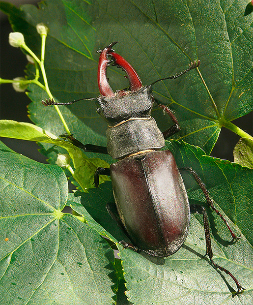 roháč obyčajný   Lucanus cervus