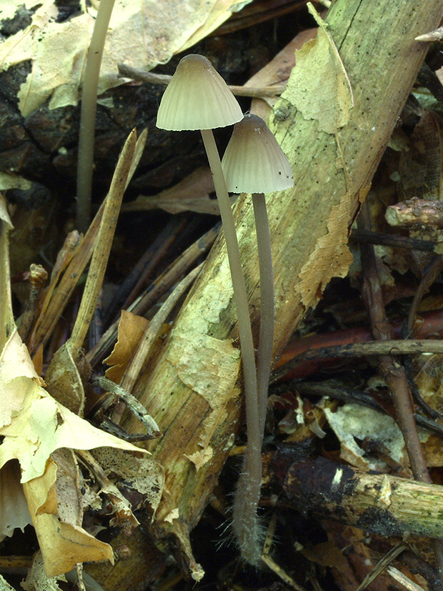 prilbička Mycena sp.