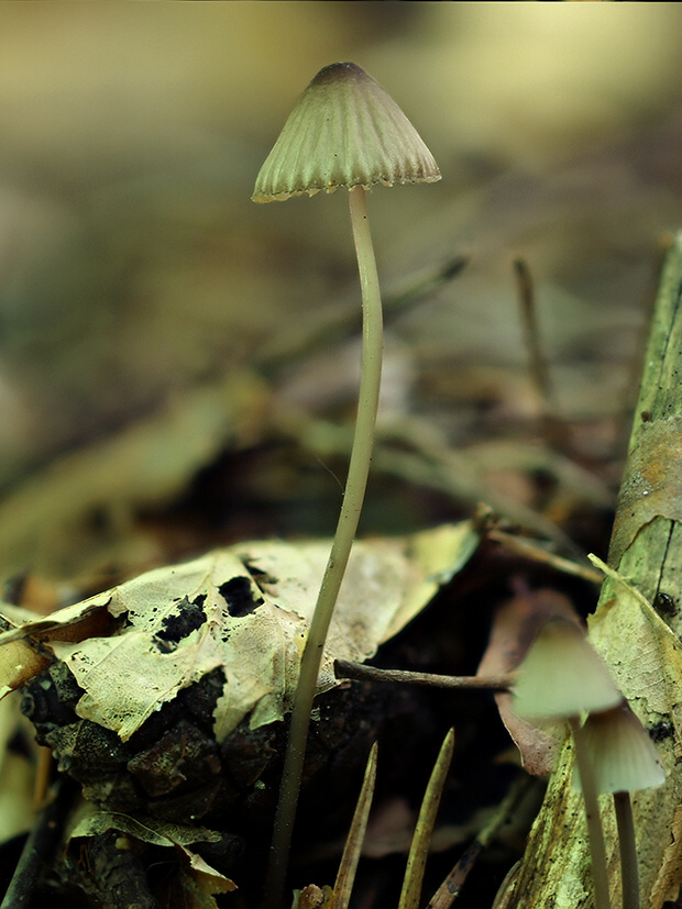 prilbička Mycena sp.