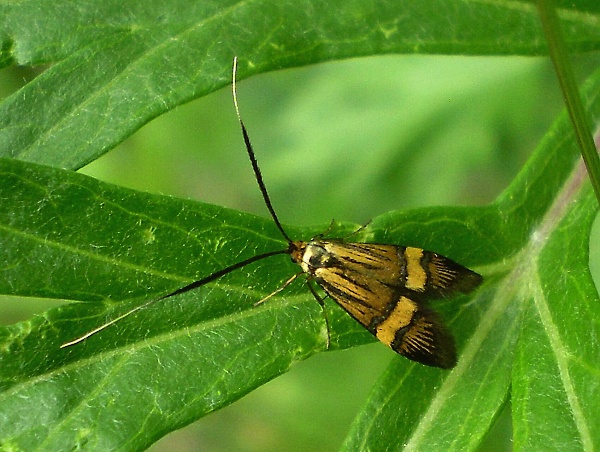 adéla De Geerova Nemophora degeerella