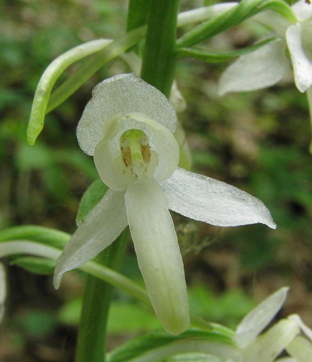 vemenník dvojlistý Platanthera bifolia (L.) Rich.