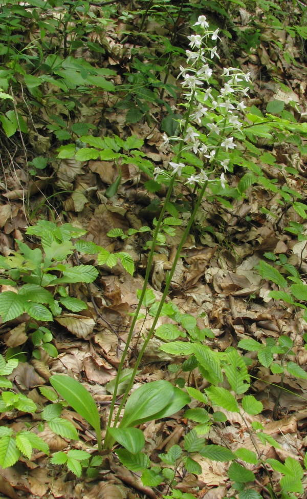 vemenník dvojlistý Platanthera bifolia (L.) Rich.