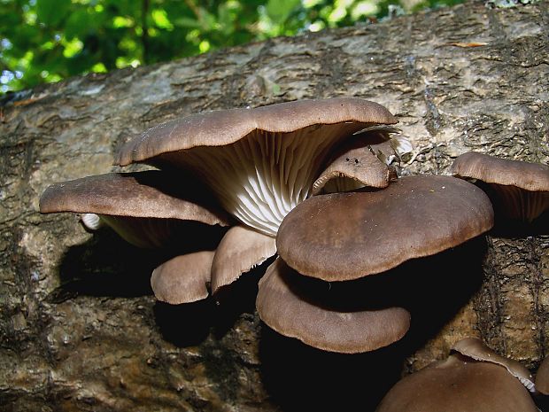 hliva ustricovitá Pleurotus ostreatus (Jacq.) P. Kumm.