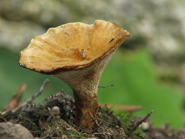 trúdnik Polyporus sp.