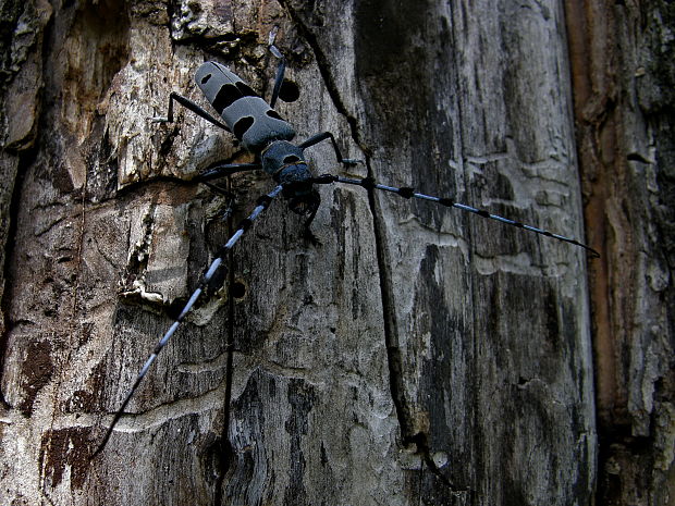 fuzáč alpský Rosalia alpina