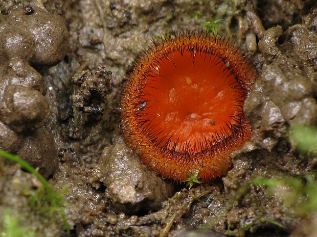 štítovnička Scutellinia sp.