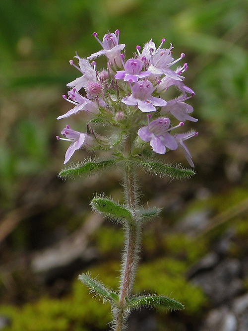 dúška holá Thymus glabrescens Willd.