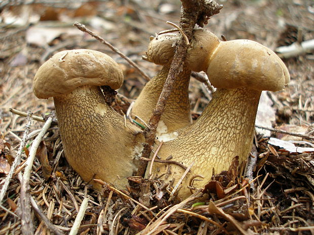 podhríb žlčový Tylopilus felleus (Bull.) P. Karst.