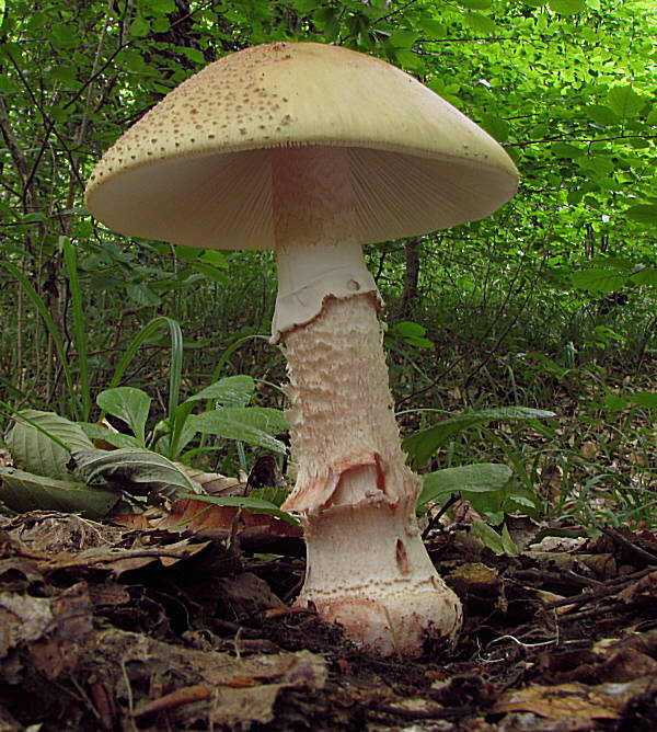 muchotrávka červenkastá Amanita rubescens Pers.