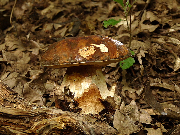 hríb bronzový Boletus aereus Bull. ex Fr.