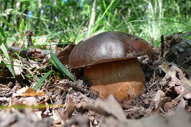 hríb bronzový Boletus aereus Bull. ex Fr.