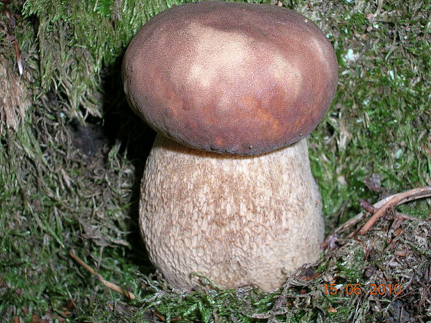 hríb dubový Boletus reticulatus Schaeff.