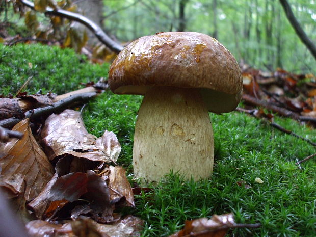 hríb dubový Boletus reticulatus Schaeff.