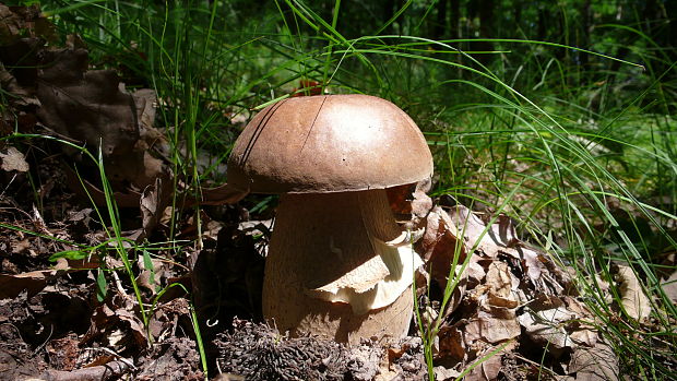 hríb dubový Boletus reticulatus Schaeff.