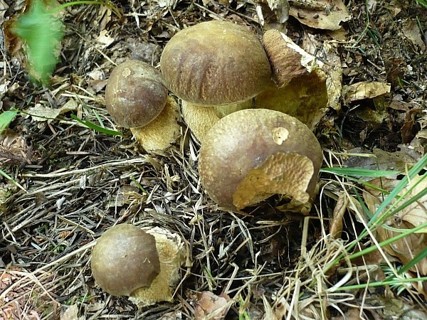 hríb dubový Boletus reticulatus Schaeff.