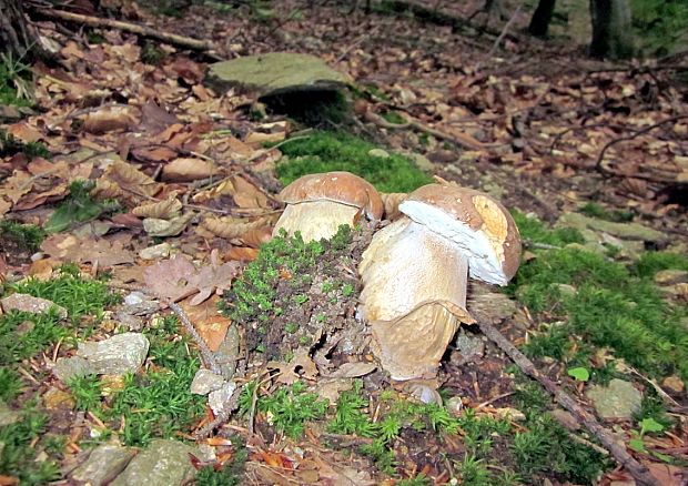 hríb dubový Boletus reticulatus Schaeff.