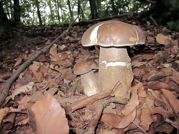 hríb dubový Boletus reticulatus Schaeff.