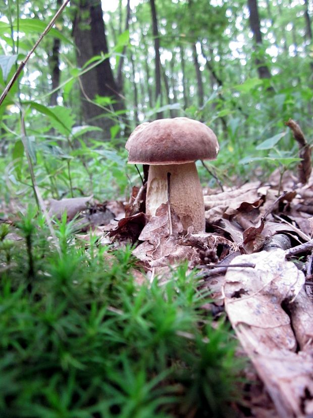 hríb dubový Boletus reticulatus Schaeff.