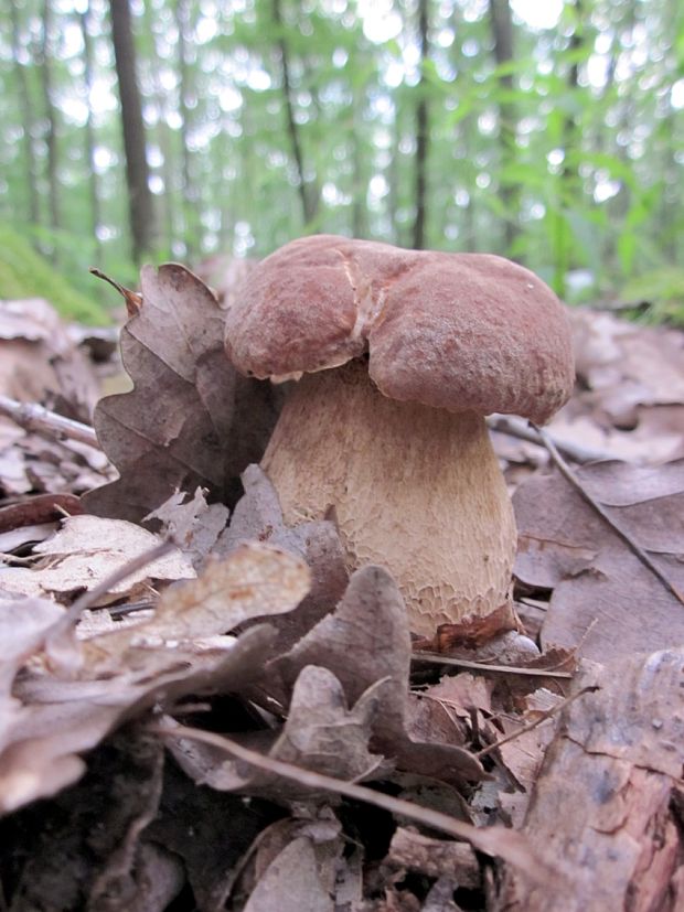 hríb dubový Boletus reticulatus Schaeff.