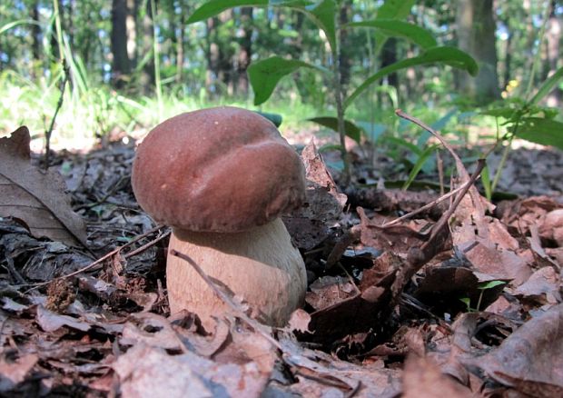 hríb dubový Boletus reticulatus Schaeff.