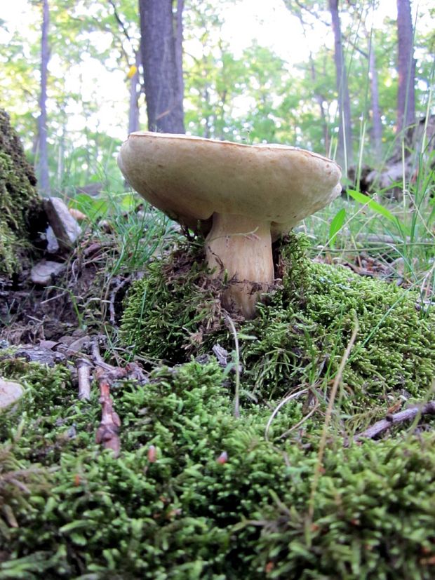 hríb dubový Boletus reticulatus Schaeff.