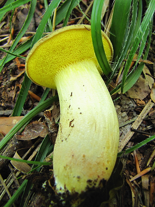 suchohríb plstnatý Boletus subtomentosus L.