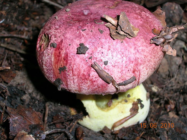 hríb kráľovský Butyriboletus regius (Krombh.) D. Arora & J.L. Frank