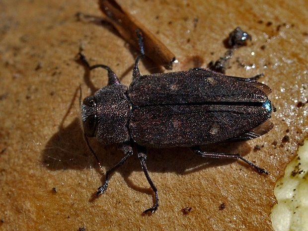 sK? / Krasec šestitečný  Chrysobothris affinis