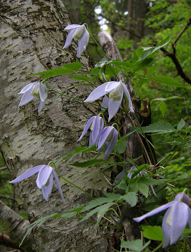 plamienok alpínsky Clematis alpina (L.) Mill.