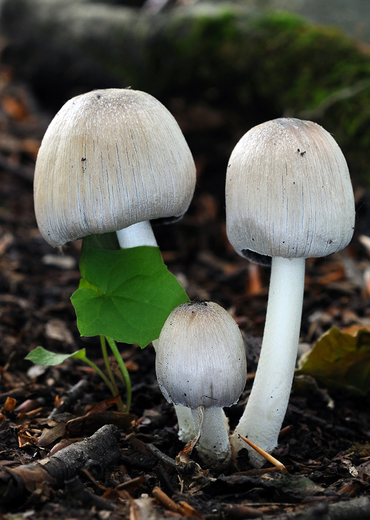 hnojník atramentový Coprinopsis atramentaria (Bull.) Redhead, Vilgalys & Moncalvo