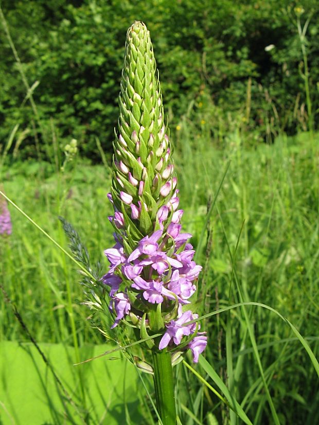 päťprstnica hustokvetá Gymnadenia densiflora (Wahlenb.) A. Dietr.