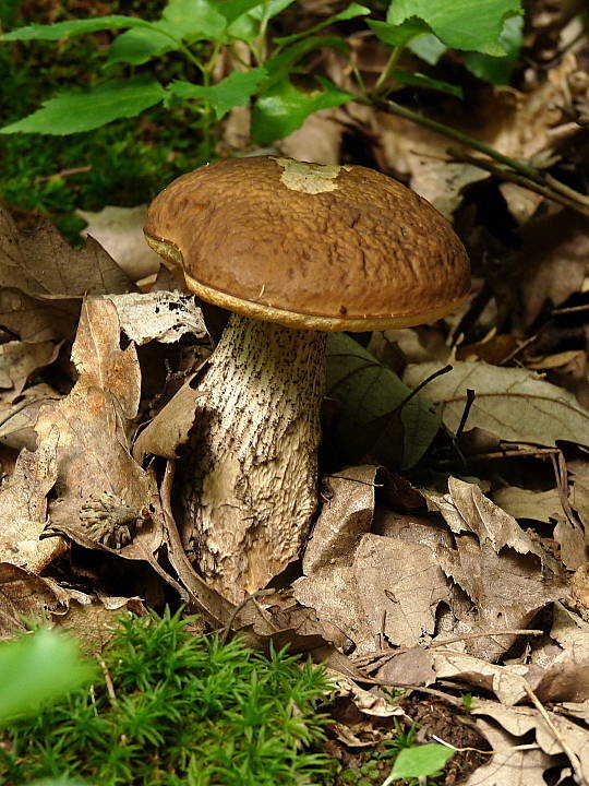 kozák hrabový Leccinum pseudoscabrum (Kallenb.) Šutara