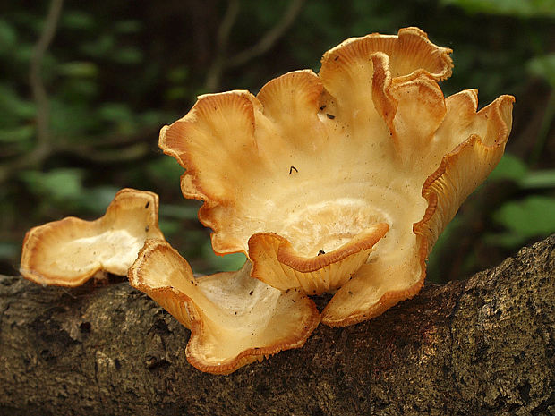 húževnatec voňavý Lentinus suavissimus Fr.