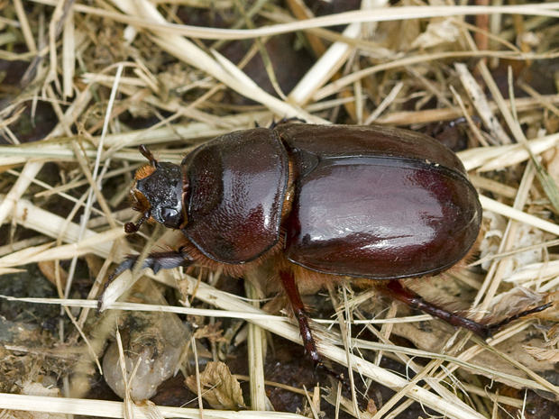 nosorožík  Oryctes nasicornis