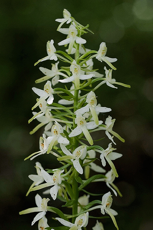 vemenník dvojlistý Platanthera bifolia (L.) Rich.